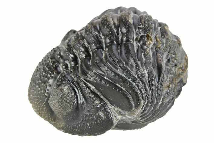 Long Curled Morocops Trilobite - Morocco #252648